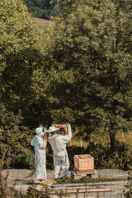 présentation thomas de gaudemar apiculteur apiculture miel miellerie fleur chataigne chataigner chataigneraie ronce Ardèche abeille reine élevage ruche rucher cadre propolis gelée royale cire pollen