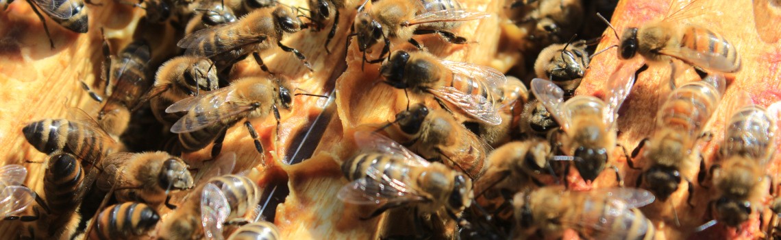 thomas de gaudemar apiculteur apiculture miel miellerie fleur chataigne chataigner chataigneraie ronce Ardèche abeille reine élevage ruche rucher cadre propolis gelée royale cire pollen