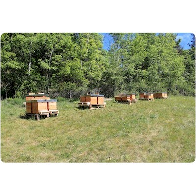 Un de mes ruchers thomas de gaudemar apiculteur apiculture miel miellerie fleur chataigne chataigner chataigneraie ronce Ardèche abeille reine élevage ruche rucher cadre propolis gelée royale cire pollen