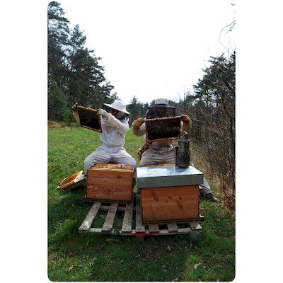 Visites comparées thomas de gaudemar apiculteur apiculture miel miellerie fleur chataigne chataigner chataigneraie ronce Ardèche abeille reine élevage ruche rucher cadre propolis gelée royale cire pollen