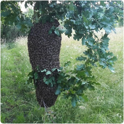 Essaim primaire thomas de gaudemar apiculteur apiculture miel miellerie fleur chataigne chataigner chataigneraie ronce Ardèche abeille reine élevage ruche rucher cadre propolis gelée royale cire pollen