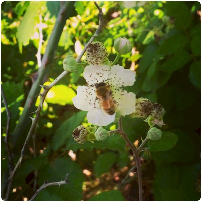 Essaim primaire thomas de gaudemar apiculteur apiculture miel miellerie fleur chataigne chataigner chataigneraie ronce Ardèche abeille reine élevage ruche rucher cadre propolis gelée royale cire pollen